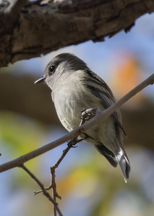 Hammond's Flycatcher