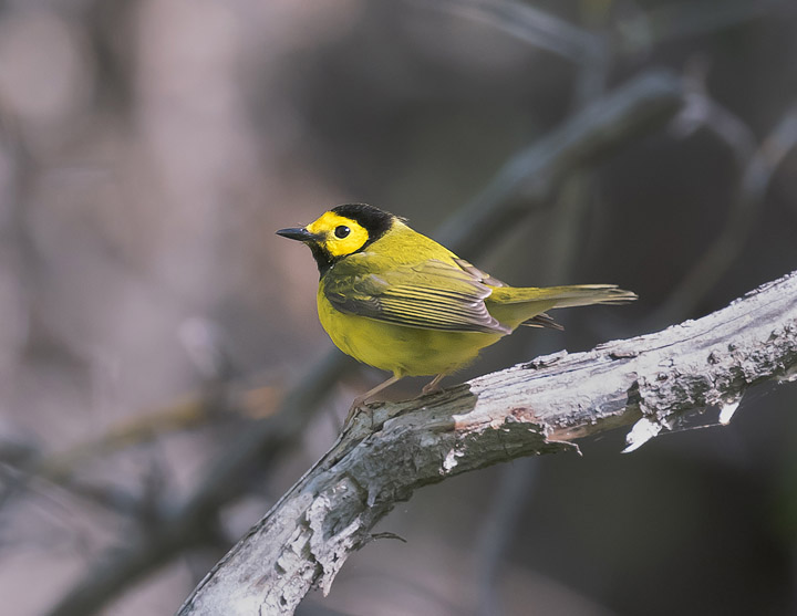 Hooded Warbler