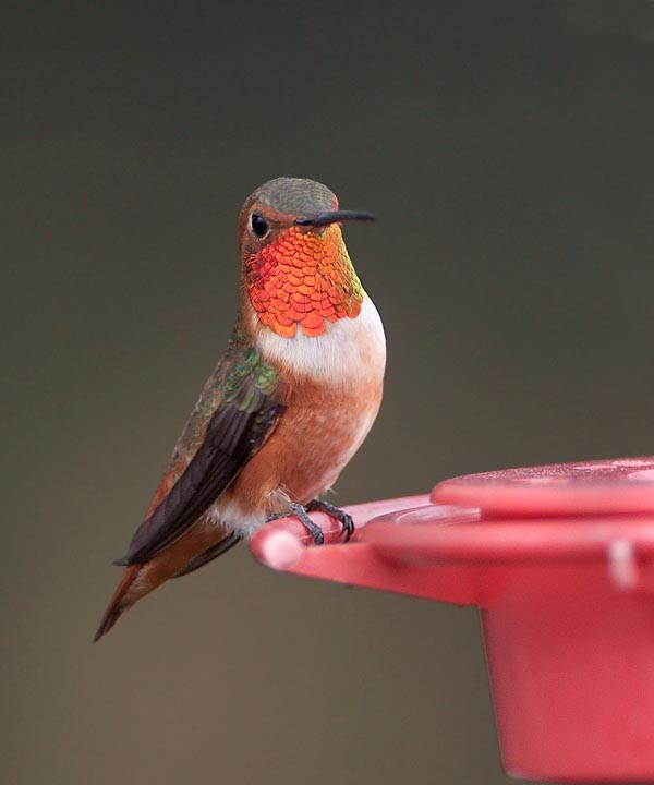 Allen's Hummingbird