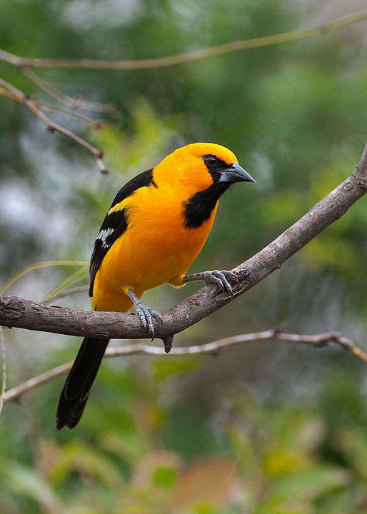 Altamira Oriole