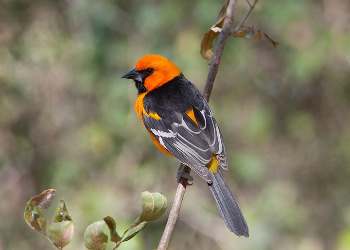 Altamira Oriole