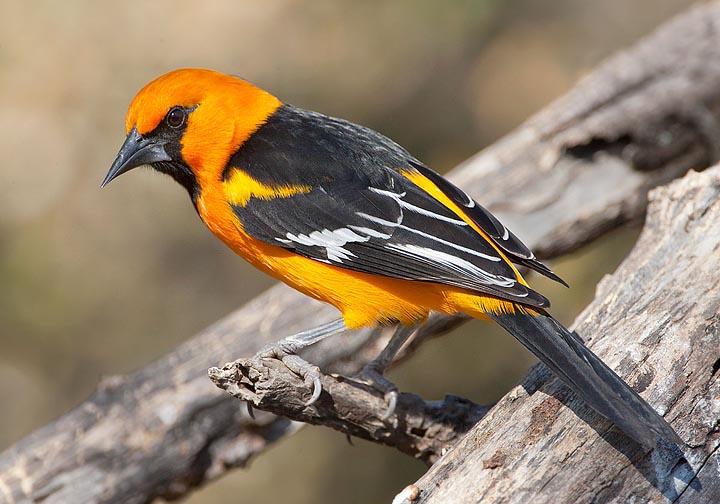 Altamira Oriole