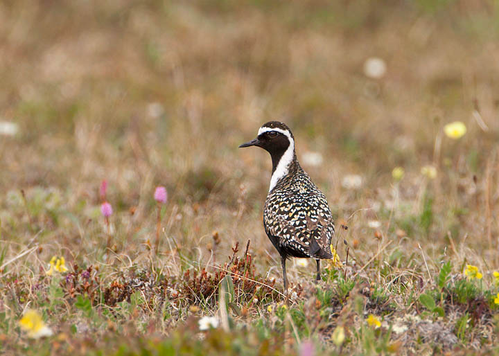 American Golden Plover