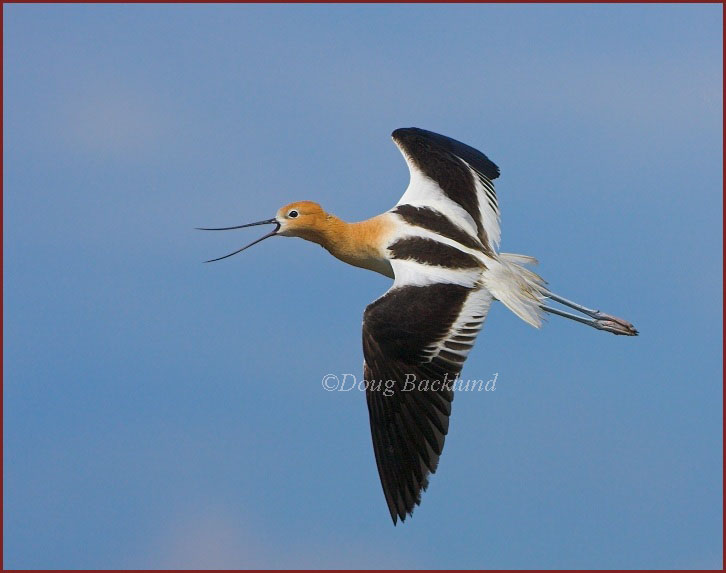 American Avocet