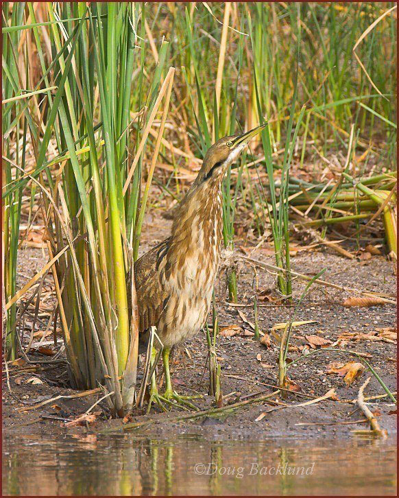 American Bittern