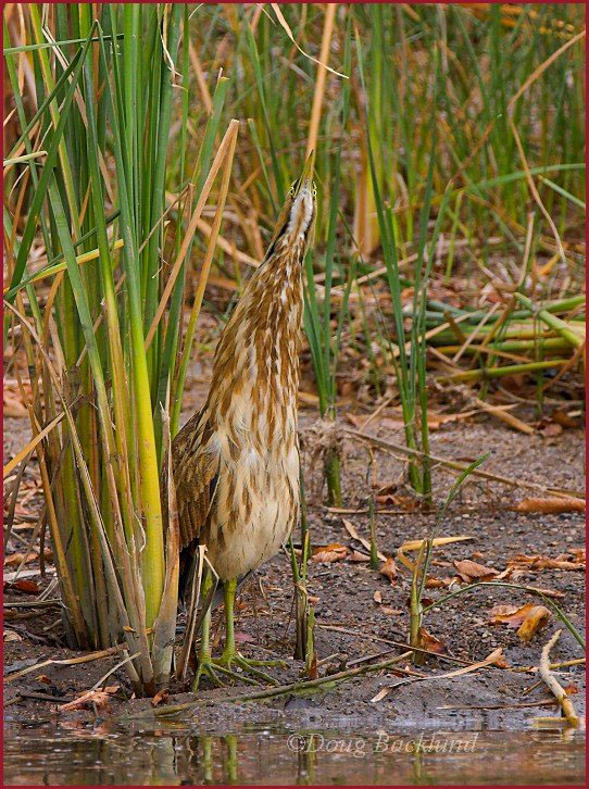 American Bittern