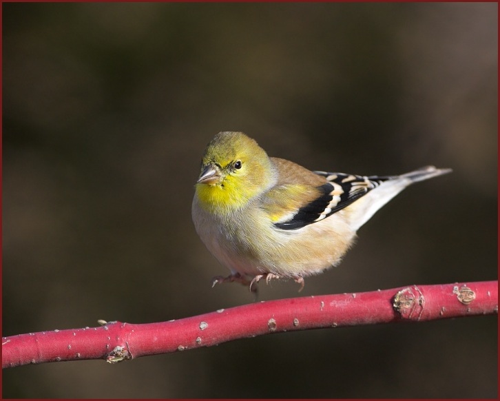 American Goldfinch