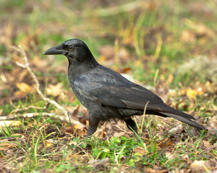 American Crow