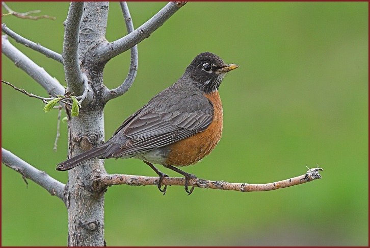 American Robin