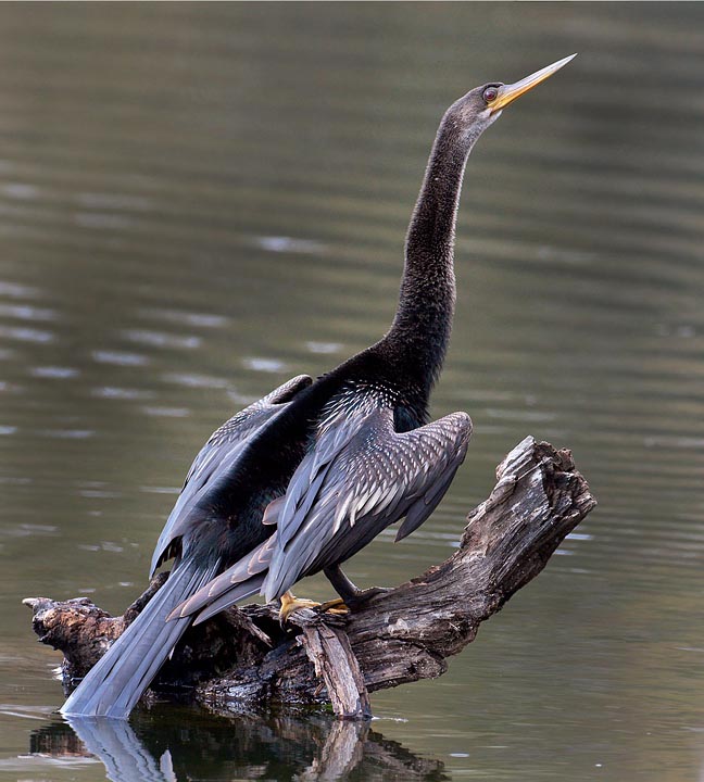 Anhinga