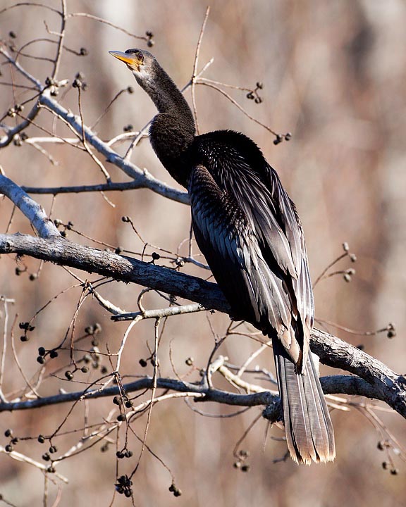 Anhinga