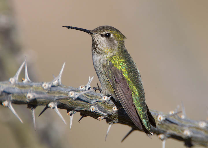 Anna's Hummingbird