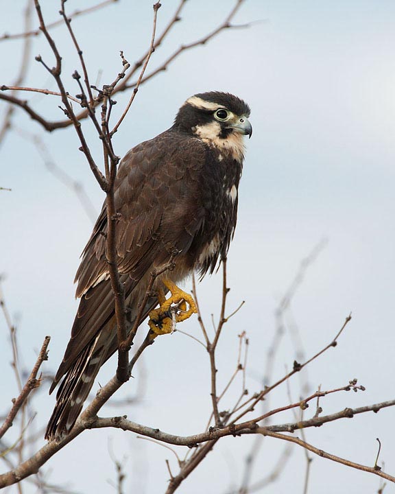 Aplomado Falcon