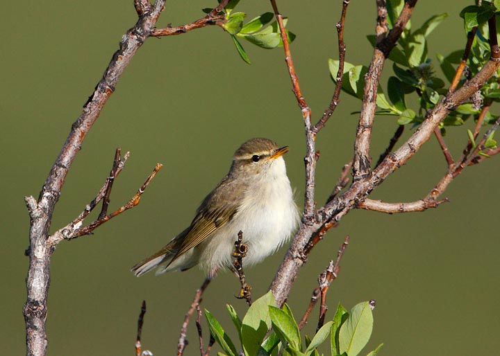 arctic warbler