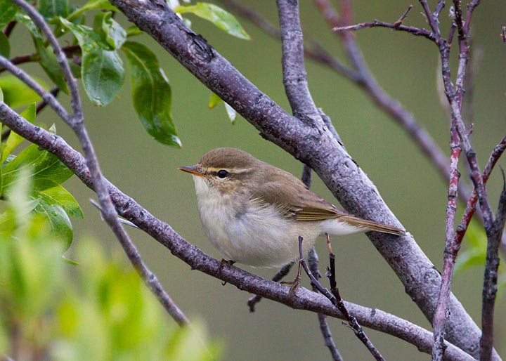 arctic warbler