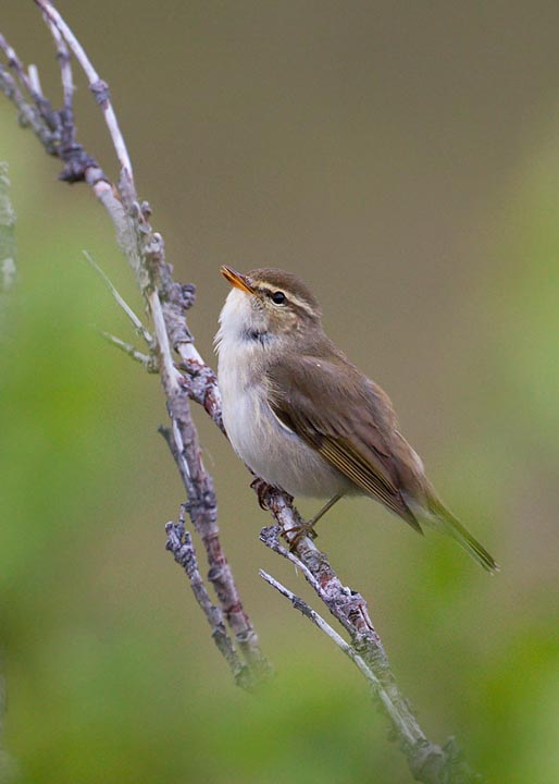 arctic warbler