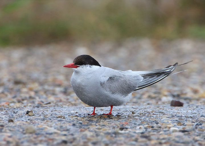 arctic tern