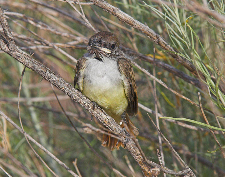 Ash-throated Flycatcher