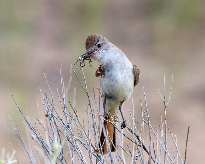 Ash-throated Flycatcher