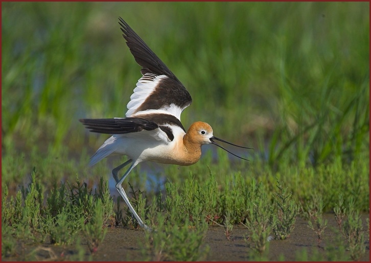 American avocet