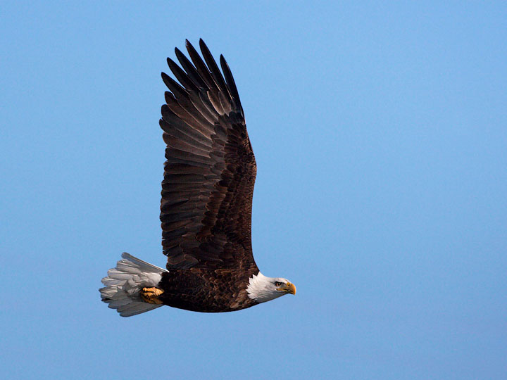 bald eagle