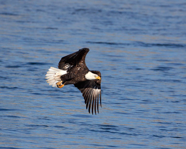 bald eagle