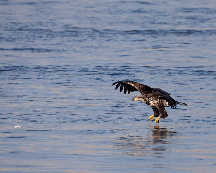 bald eagle