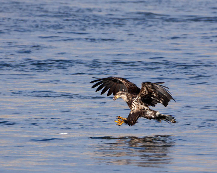 bald eagle