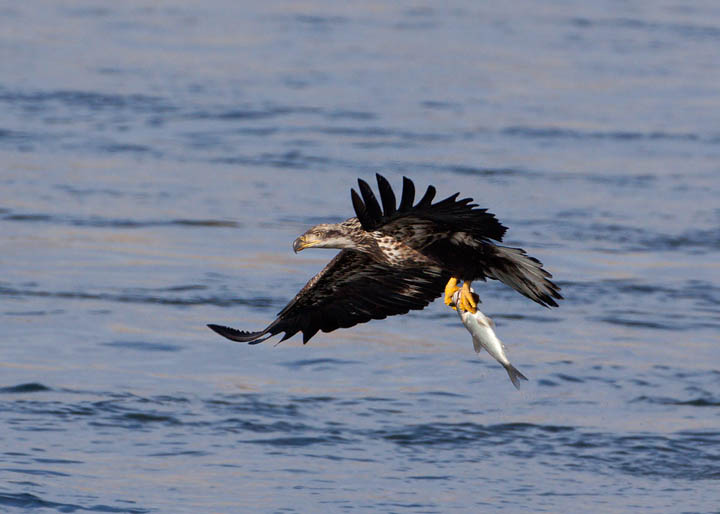 bald eagle