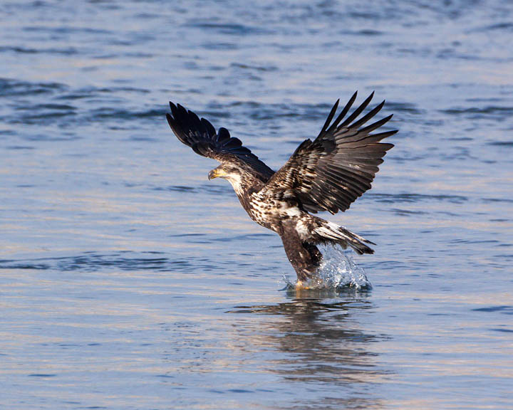 bald eagle