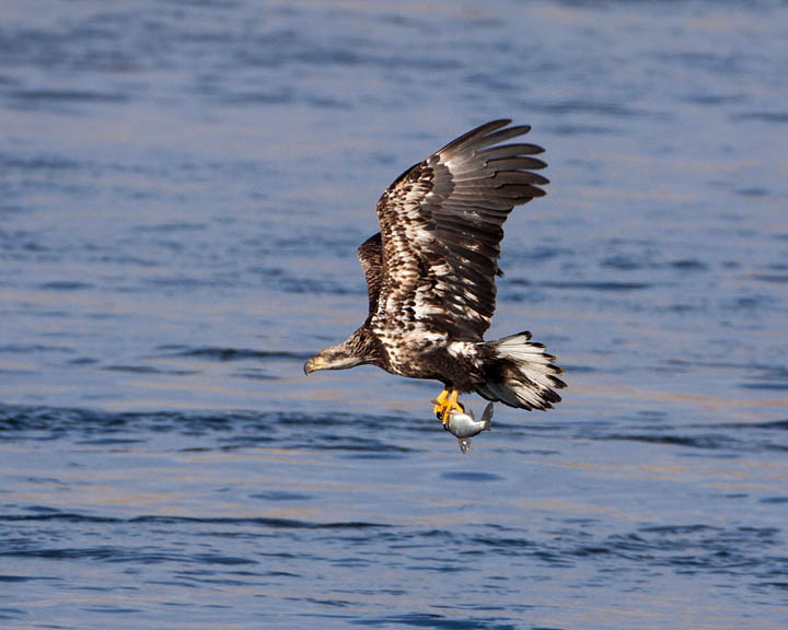 bald eagle