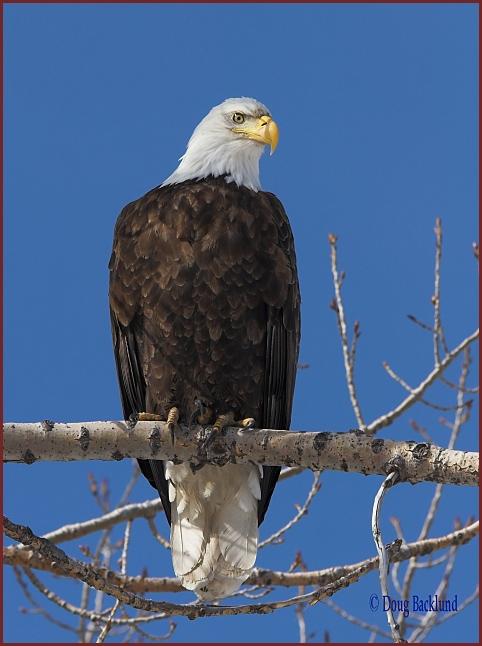 bald eagle  Oahe Dam