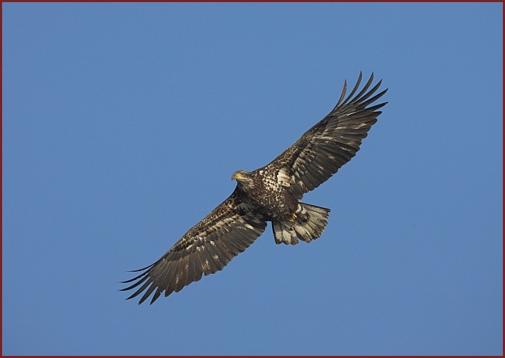 bald eagle