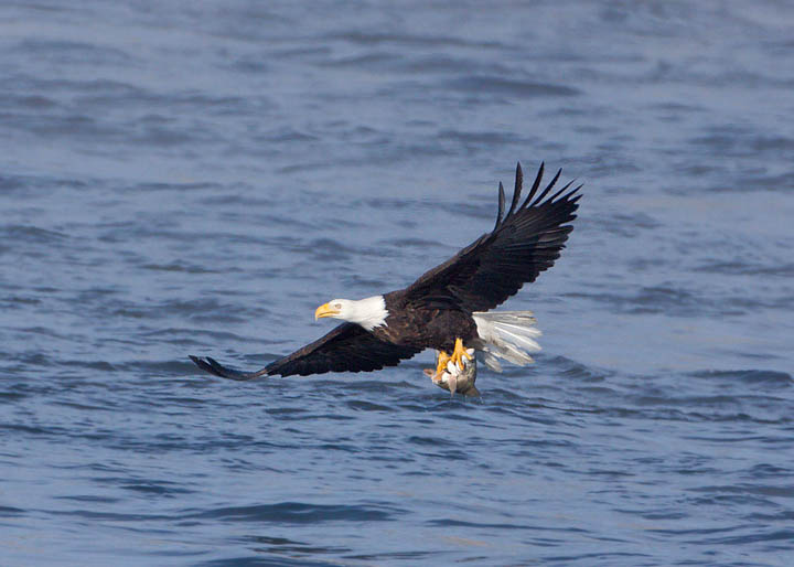 bald eagle