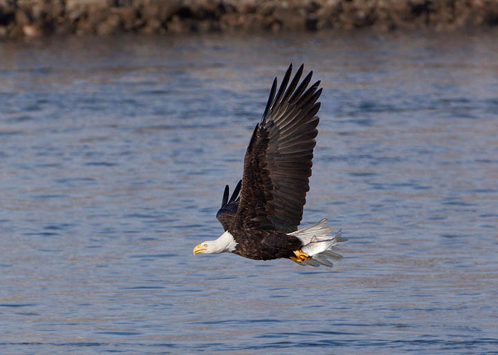 bald eagle