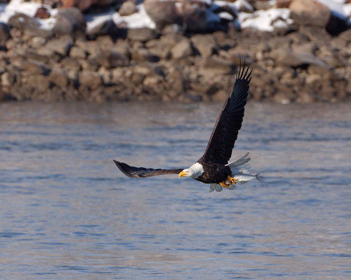 bald eagle