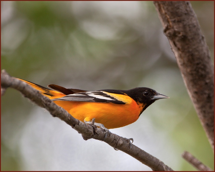 Baltimore Oriole