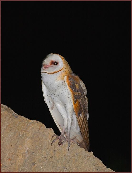 barn owl