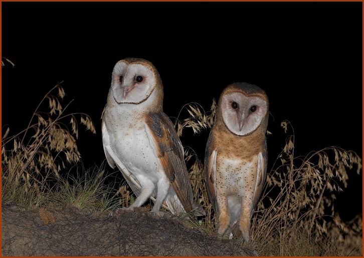 barn owls