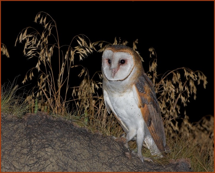 barn owl 