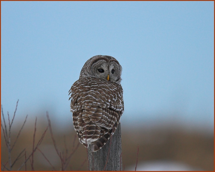 Barred Owl