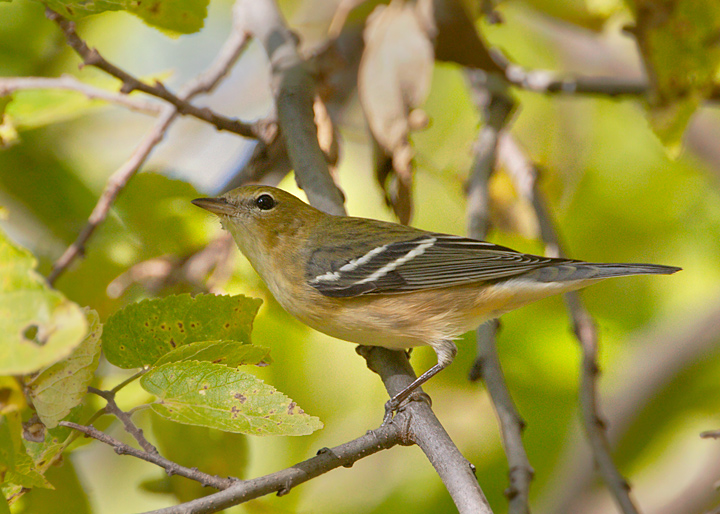 bay-breasted warbler