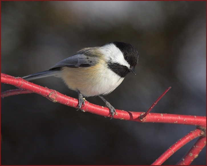 Black-capped Chickadee