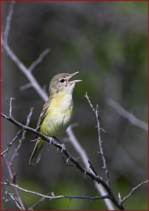 Bell's Vireo