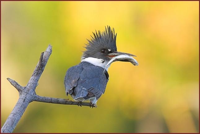 Belted Kingfisher