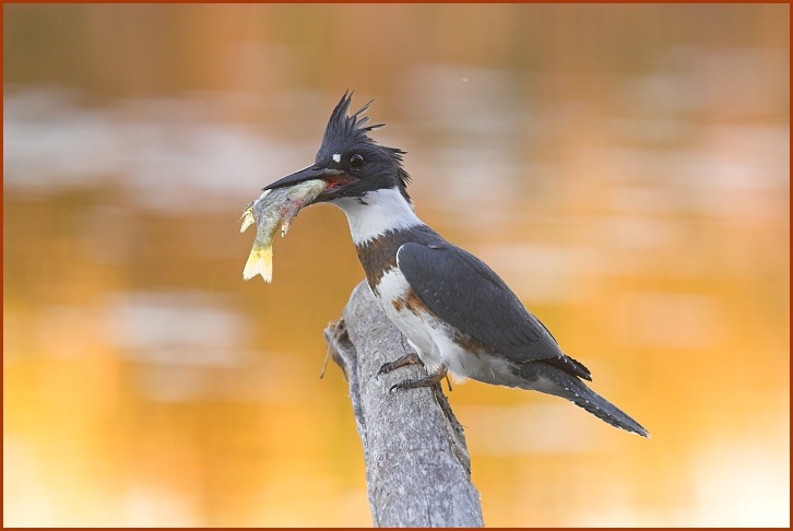 Belted Kingfisher with bluegill