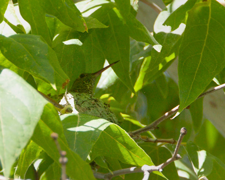 berylline hummingbird