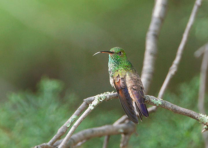 berylline hummingbird