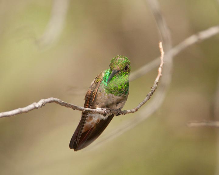 berylline hummingbird