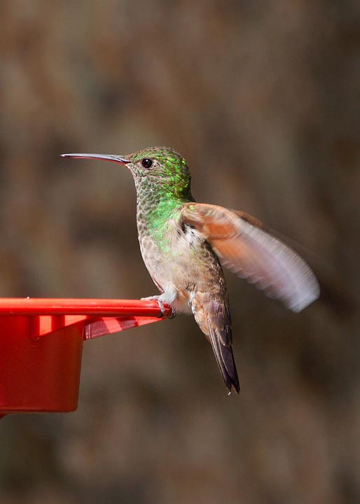 berylline hummingbird